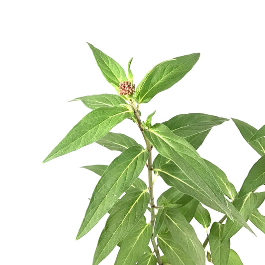 Asclepias, 15cm, Cinderella - Floral Acres Greenhouse & Garden Centre