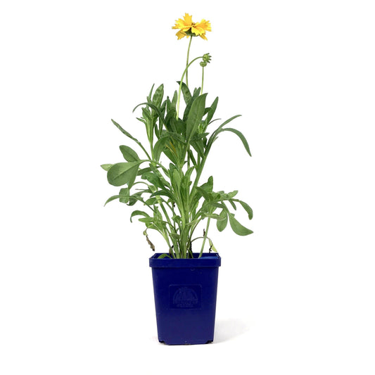 Coreopsis, 9cm, Early Sunrise - Floral Acres Greenhouse & Garden Centre