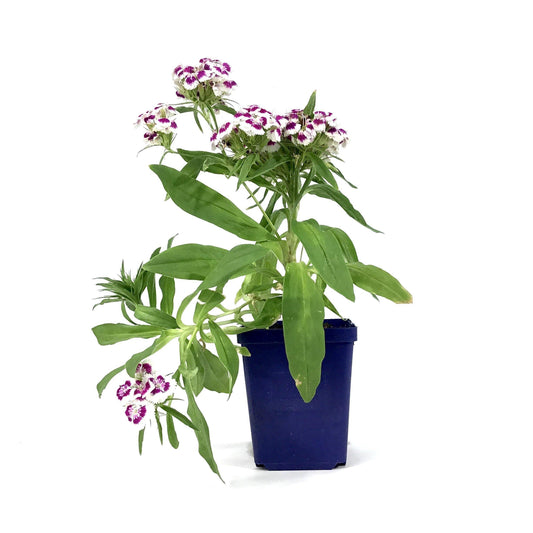 Dianthus, 9cm, Barbarini Rose - Floral Acres Greenhouse & Garden Centre