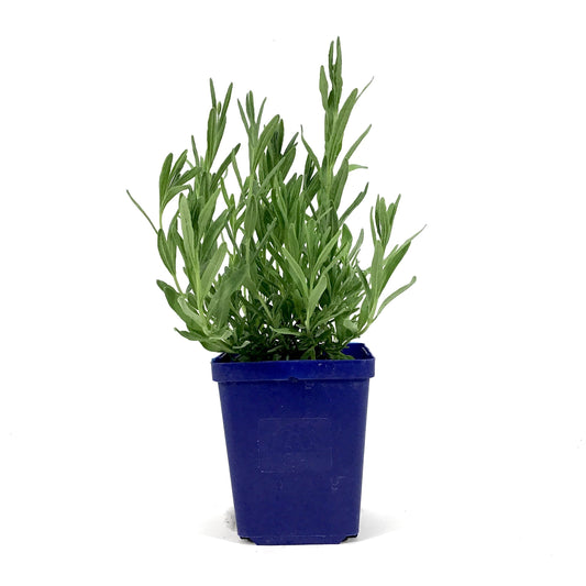 Lavender, 9cm, Munstead - Floral Acres Greenhouse & Garden Centre