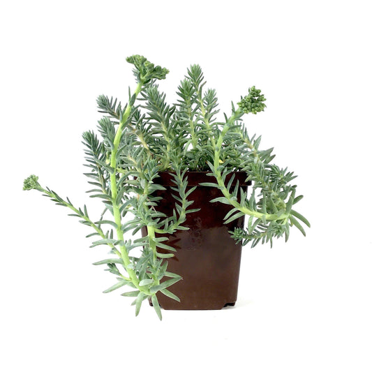 Sedum, 9cm, Blue Spruce Stonecrop - Floral Acres Greenhouse & Garden Centre