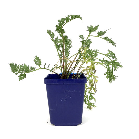 Tanacetum, 9cm, Double Mix - Floral Acres Greenhouse & Garden Centre