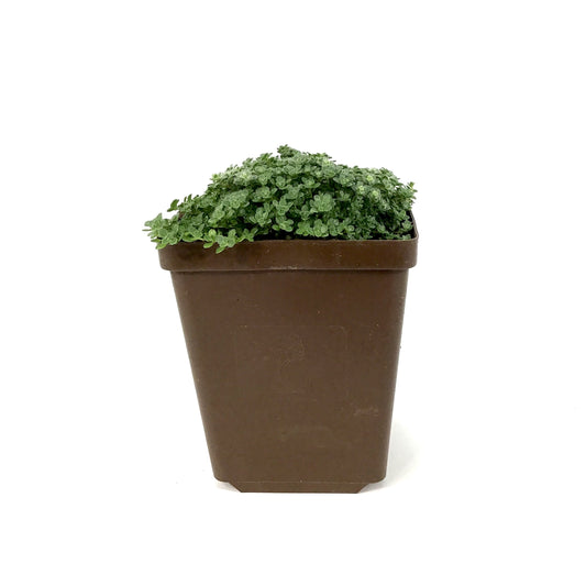 Thymus, 9cm, Elfin Creeping Thyme - Floral Acres Greenhouse & Garden Centre