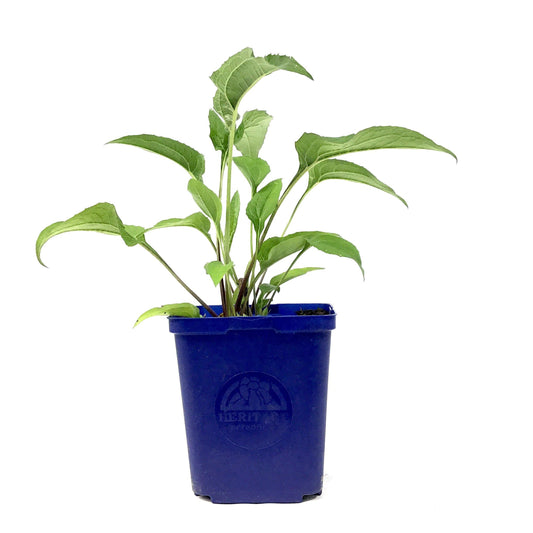 Echinacea Purpurea, 15cm, Ruby Star - Floral Acres Greenhouse & Garden Centre