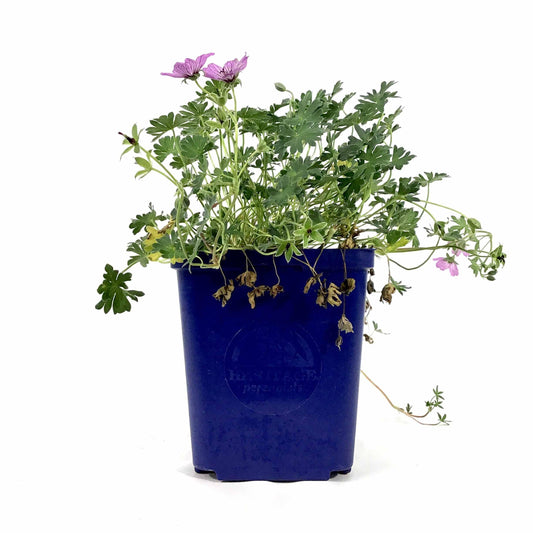 Geranium Cinereum, 15cm, Ballerina - Floral Acres Greenhouse & Garden Centre