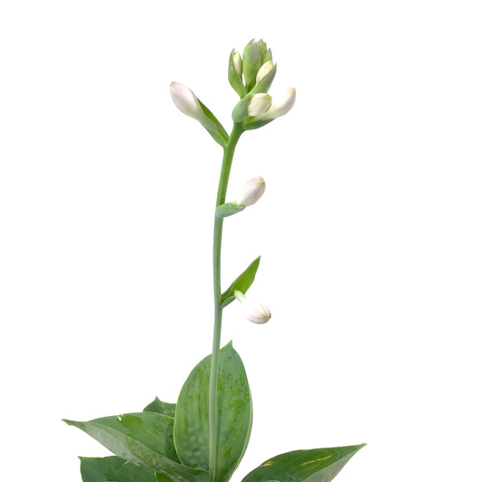 Hosta, 15cm, Big Daddy - Floral Acres Greenhouse & Garden Centre
