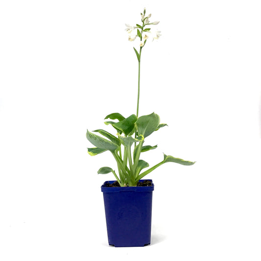 Hosta, 15cm, Frances Williams - Floral Acres Greenhouse & Garden Centre
