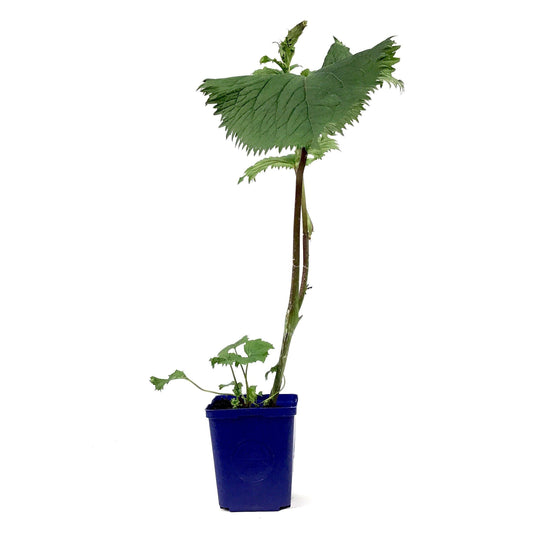 Ligularia, 15cm, The Rocket - Floral Acres Greenhouse & Garden Centre