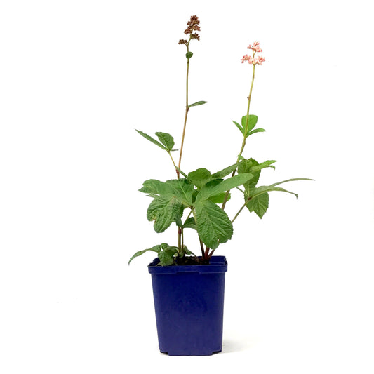 Rodgersia, 15cm, Aesculifolia - Floral Acres Greenhouse & Garden Centre