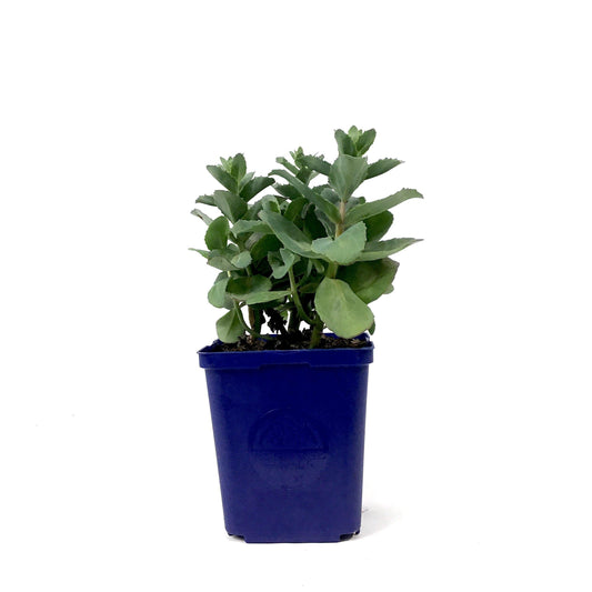 Sedum, 15cm, Xenox - Floral Acres Greenhouse & Garden Centre