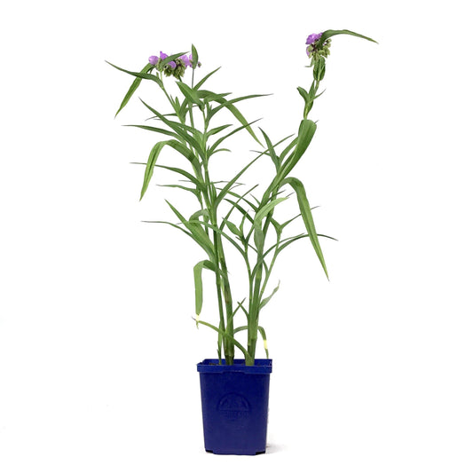 Tradescantia, 15cm, Hawaiian Punch - Floral Acres Greenhouse & Garden Centre
