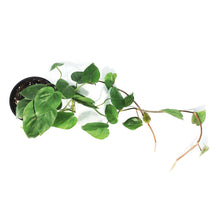 Load image into Gallery viewer, Philodendron, 6in, Heart Leaf