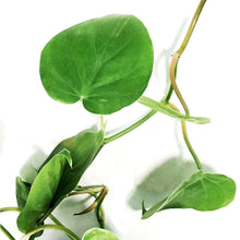 Load image into Gallery viewer, Philodendron, 6in, Heart Leaf
