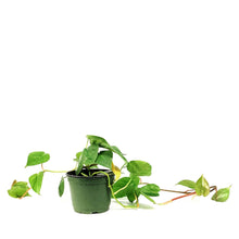 Load image into Gallery viewer, Philodendron, 6in, Heart Leaf