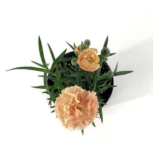 Potted Annual, 4in, Carnation - Floral Acres Greenhouse & Garden Centre