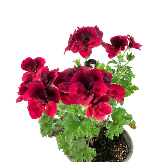 Potted Annual, 5in, Geranium - Floral Acres Greenhouse & Garden Centre