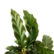 Load image into Gallery viewer, Calathea, 4in, Rufibarba Velvet - Floral Acres Greenhouse & Garden Centre