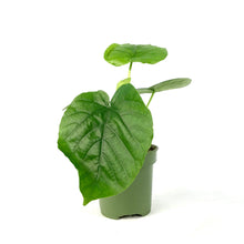 Load image into Gallery viewer, Ficus, 4in, Umbellatta - Floral Acres Greenhouse & Garden Centre