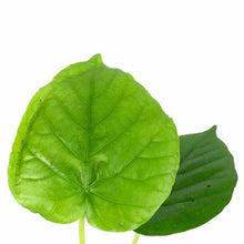 Load image into Gallery viewer, Ficus, 4in, Umbellatta - Floral Acres Greenhouse & Garden Centre