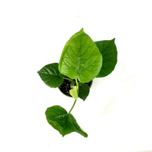 Load image into Gallery viewer, Ficus, 4in, Umbellatta - Floral Acres Greenhouse & Garden Centre