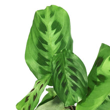 Load image into Gallery viewer, Maranta, 4in, Green