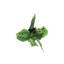 Load image into Gallery viewer, Maranta, 4in, Green
