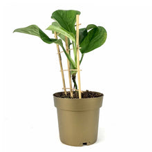 Load image into Gallery viewer, Monstera, 7.5in, Pinnatipartita - Floral Acres Greenhouse & Garden Centre