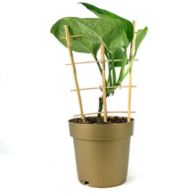 Load image into Gallery viewer, Monstera, 7.5in, Pinnatipartita - Floral Acres Greenhouse & Garden Centre