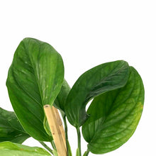 Load image into Gallery viewer, Monstera, 7.5in, Pinnatipartita - Floral Acres Greenhouse & Garden Centre