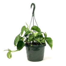 Load image into Gallery viewer, Pothos, 7.5in, Golden - Floral Acres Greenhouse & Garden Centre