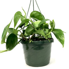 Load image into Gallery viewer, Pothos, 7.5in, Golden - Floral Acres Greenhouse & Garden Centre