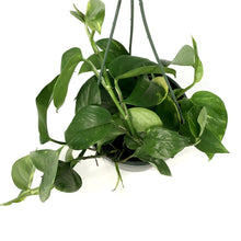 Load image into Gallery viewer, Pothos, 7.5in, Golden - Floral Acres Greenhouse & Garden Centre