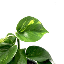 Load image into Gallery viewer, Pothos, 7.5in, Golden - Floral Acres Greenhouse & Garden Centre