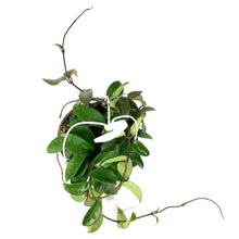 Load image into Gallery viewer, Hoya, 7in HB, Carnosa