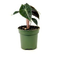 Load image into Gallery viewer, Alocasia, 4in, Pink Dragon