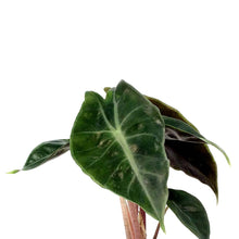 Load image into Gallery viewer, Alocasia, 4in, Pink Dragon