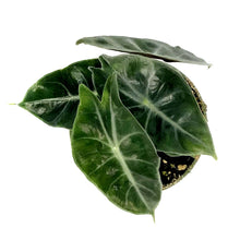 Load image into Gallery viewer, Alocasia, 4in, Pink Dragon