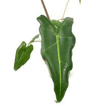 Load image into Gallery viewer, Alocasia, 4in, Sarian - Floral Acres Greenhouse & Garden Centre