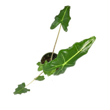 Load image into Gallery viewer, Alocasia, 4in, Sarian - Floral Acres Greenhouse & Garden Centre