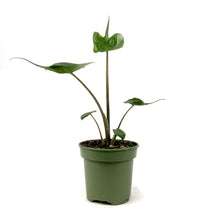 Load image into Gallery viewer, Alocasia, 4in, Stingray - Floral Acres Greenhouse & Garden Centre