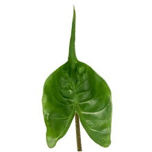 Load image into Gallery viewer, Alocasia, 4in, Stingray - Floral Acres Greenhouse & Garden Centre