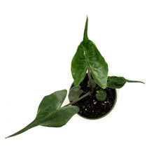 Load image into Gallery viewer, Alocasia, 4in, Stingray - Floral Acres Greenhouse & Garden Centre