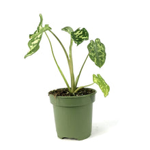 Load image into Gallery viewer, Caladium, 4in, Hilo Beauty - Floral Acres Greenhouse & Garden Centre