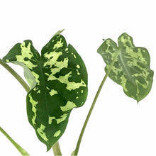Load image into Gallery viewer, Caladium, 4in, Hilo Beauty - Floral Acres Greenhouse & Garden Centre