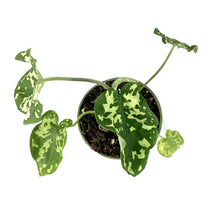 Load image into Gallery viewer, Caladium, 4in, Hilo Beauty - Floral Acres Greenhouse & Garden Centre