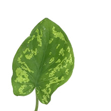 Load image into Gallery viewer, Caladium, 4in, Hilo Beauty - Floral Acres Greenhouse & Garden Centre