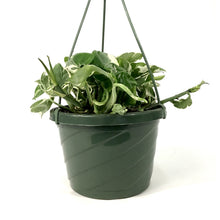 Load image into Gallery viewer, Pothos, 7.5in, Pearls & Jade - Floral Acres Greenhouse & Garden Centre