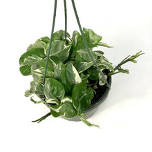Load image into Gallery viewer, Pothos, 7.5in, Pearls & Jade - Floral Acres Greenhouse & Garden Centre