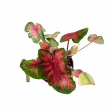 Load image into Gallery viewer, Caladium, 7.5in, Assorted Varieties - Floral Acres Greenhouse & Garden Centre
