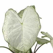 Load image into Gallery viewer, Caladium, 7.5in, Assorted Varieties - Floral Acres Greenhouse & Garden Centre